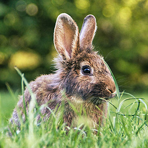 Adoptar un conejo