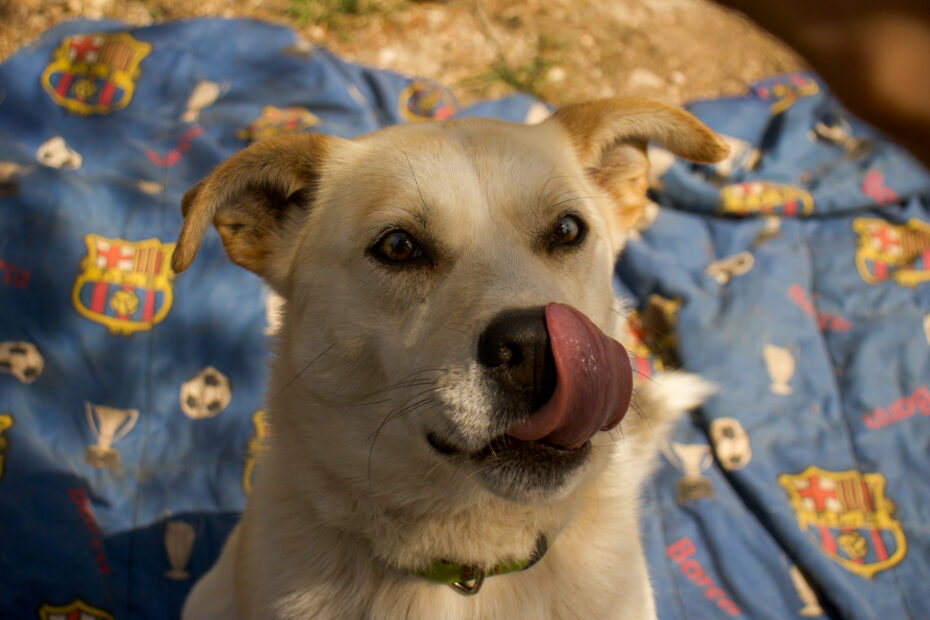 Protectora Simba - Arrow