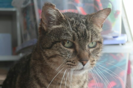 Protectora Simba - Vhagar