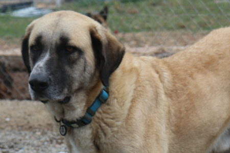 Protectora Simba - Reiki