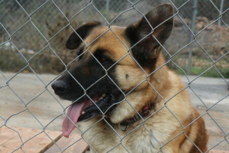 Protectora Simba - Valle