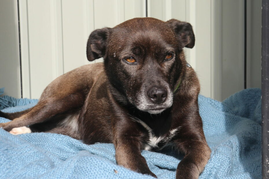 Protectora Simba - Zeta