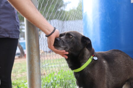 Protectora Simba - Zeta