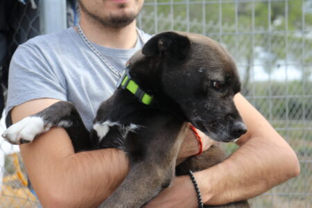 Protectora Simba - Zeta