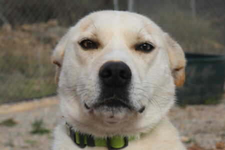 Protectora Simba - Arrow