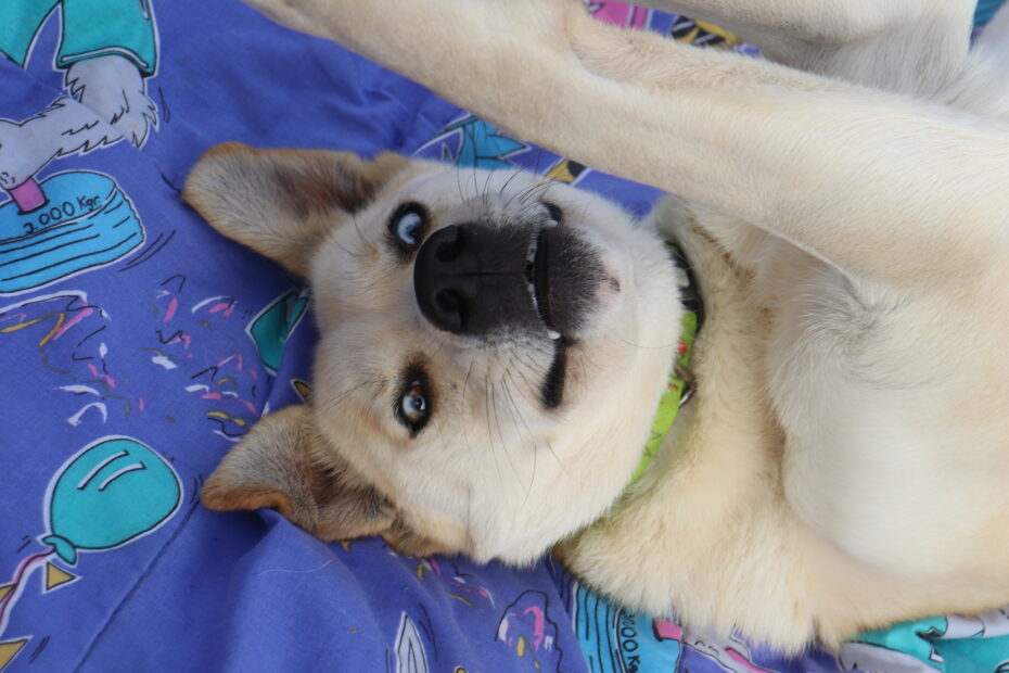 Protectora Simba - Arrow