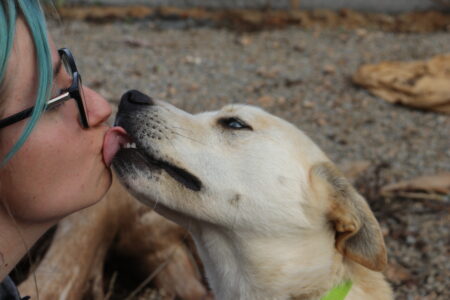 Protectora Simba - Arrow