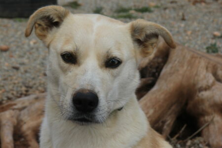 Protectora Simba - Arrow