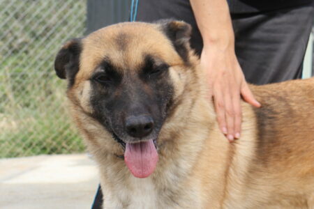 Protectora Simba - Valle