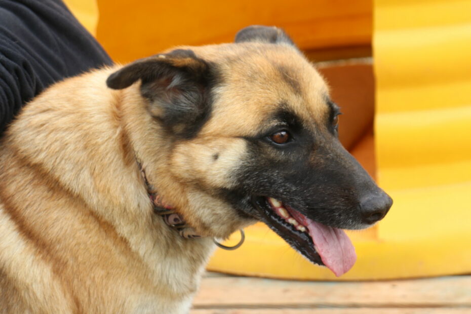 Protectora Simba - Valle