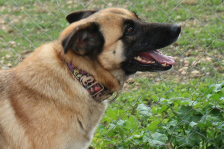 Protectora Simba - Valle