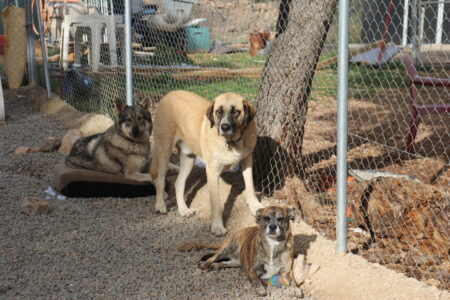 Protectora Simba - Reiki