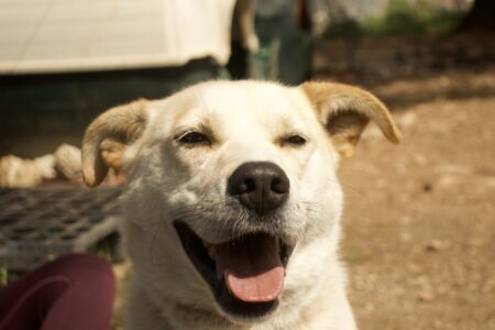 Protectora Simba - Arrow