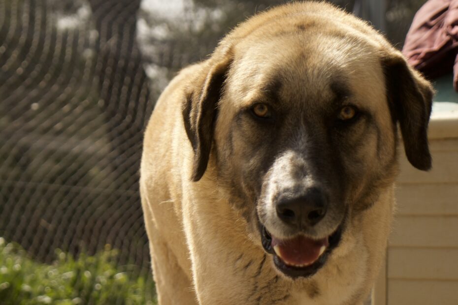 Protectora Simba - Reiki