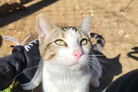 Protectora Simba - Milú