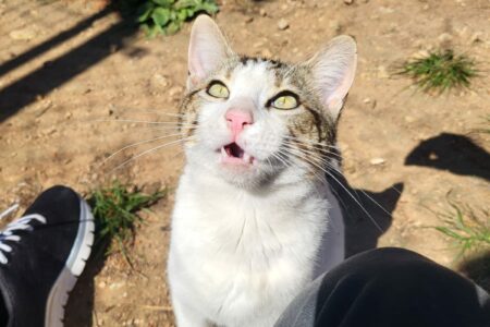 Protectora Simba - Milú