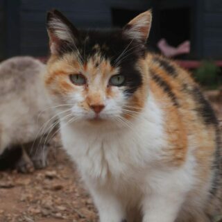 Caramel