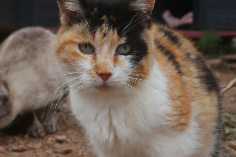 Protectora Simba - Caramel