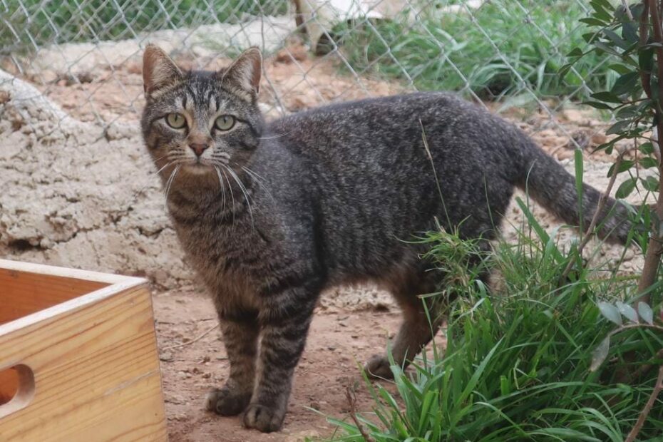 Protectora Simba - Adyr