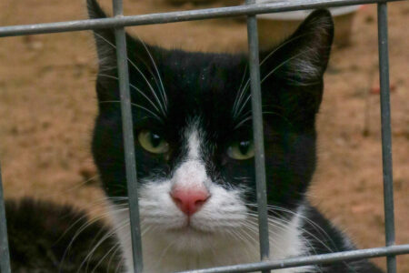 Protectora Simba - Ajedrez