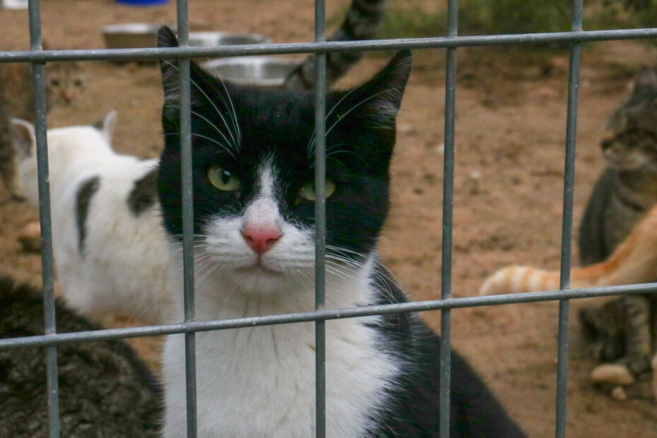 Protectora Simba - Ajedrez