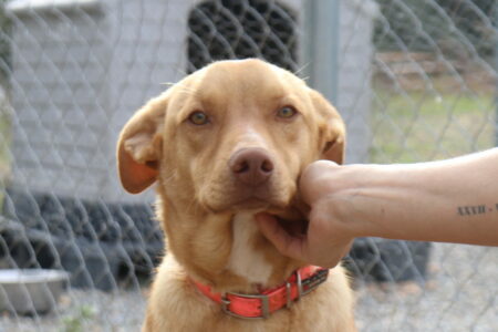 Protectora Simba - Robb