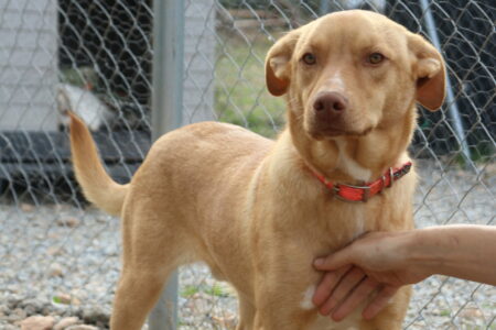 Protectora Simba - Robb