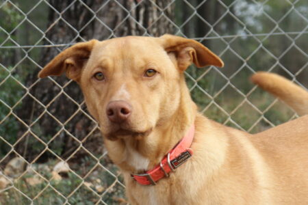 Protectora Simba - Robb