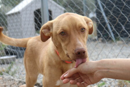 Protectora Simba - Robb