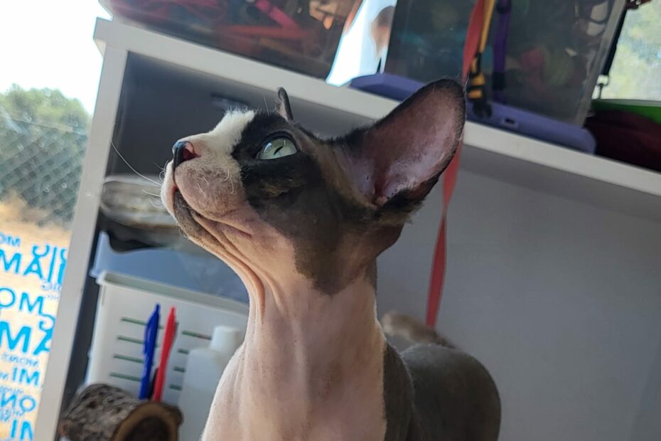 Protectora Simba - Spirit
