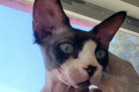 Protectora Simba - Spirit
