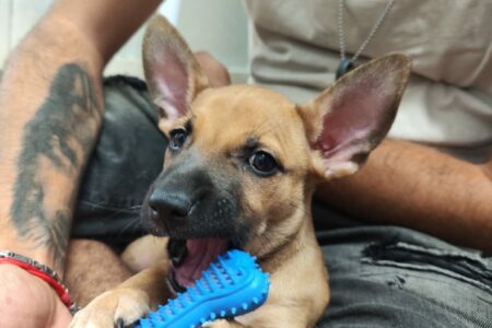 Protectora Simba - Pitufo