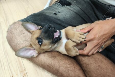 Protectora Simba - Pitufo