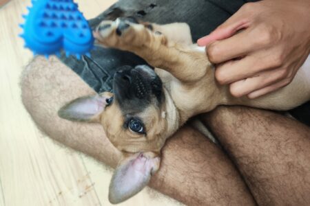 Protectora Simba - Pitufo