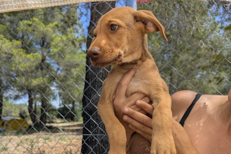Protectora Simba - Eddard