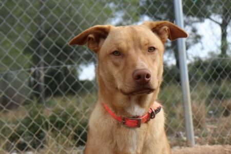 Protectora Simba - Robb