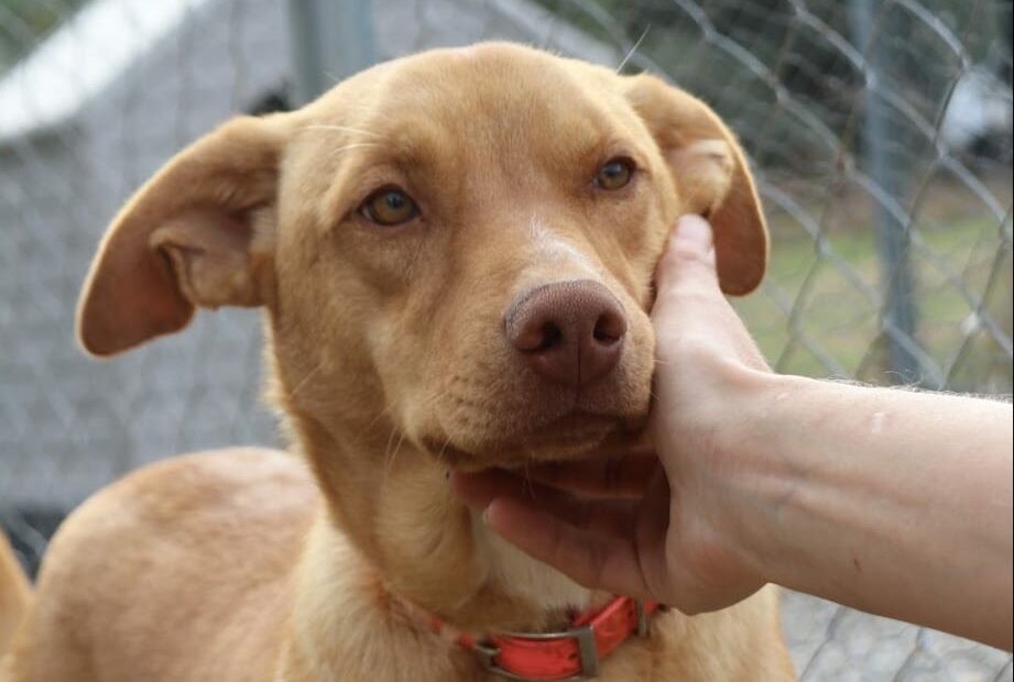 Protectora Simba - Robb