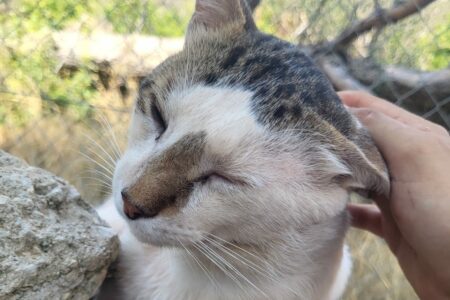 Protectora Simba - Spock