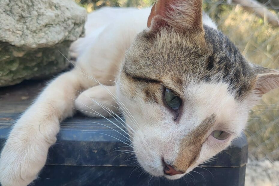 Protectora Simba - Spock