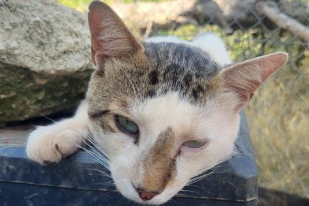 Protectora Simba - Spock