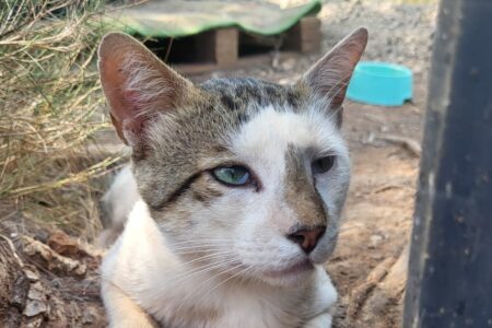Protectora Simba - Spock