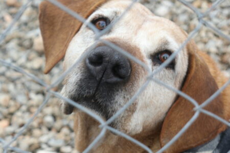 Protectora Simba - Trufa