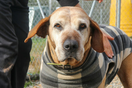 Protectora Simba - Trufa