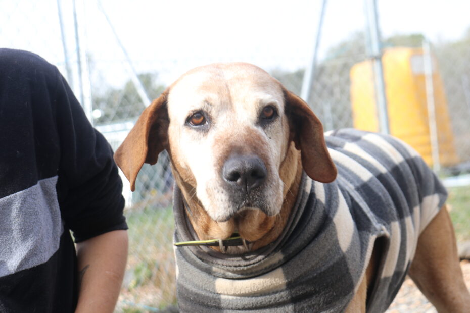 Protectora Simba - Trufa