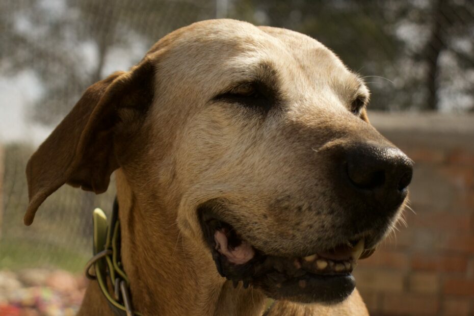 Protectora Simba - Trufa