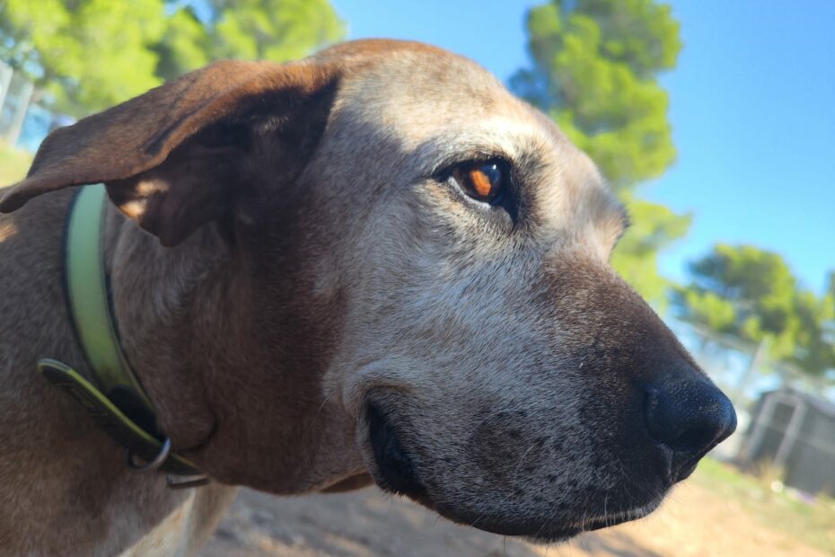 Protectora Simba - Trufa