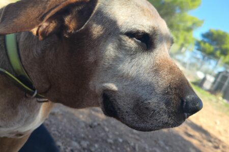 Protectora Simba - Trufa