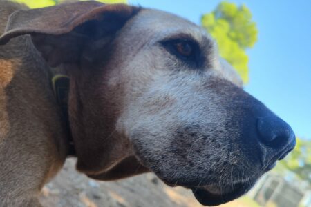 Protectora Simba - Trufa