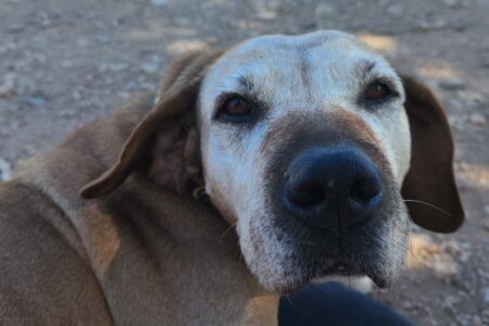 Protectora Simba - Trufa