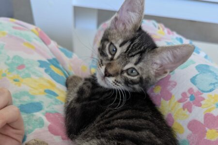 Protectora Simba - Ori